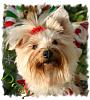 What celebrity does your yorkie look like ???-dasiy-face.jpg