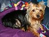 What celebrity does your yorkie look like ???-trixie-4-30-08-6-lb-3.jpg