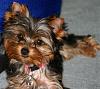 What celebrity does your yorkie look like ???-ayla-5-7-08-d.jpg