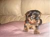 Please Welcome Princess Katy !!-dsc05794.jpg