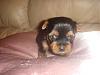 Please Welcome Princess Katy !!-dsc05807.jpg