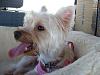Have any of you ever seen a golden yorkie?-img_1775.jpg