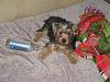 What is your Yorkies favorite toy?-img_1478.jpg