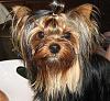 Just Because I love them-epitome-yorkie.jpg