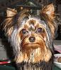 Just Because I love them-epitome-another-yorkie.jpg