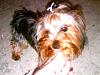 Our newist family member :)-rebel-gary-sammy-016.jpg