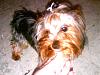 Our newist family member :)-rebel-gary-sammy-016.jpg