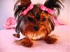 Lil Pebbles in Pink Pigtails!!! 5 1/2 months-img_8233.jpg