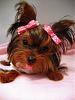 Lil Pebbles in Pink Pigtails!!! 5 1/2 months-img_7864.jpg