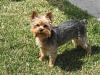 What celebrity does your yorkie look like ???-pip.jpeg