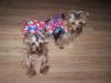 My Little Patriots-000_4897.jpg