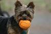 Bathtime for Jack, playtime for Eddie-eddieball.jpg