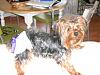 New Pics!!! New Pics!!!! Maverick and Keely Jo!-keely-after-bath.jpg
