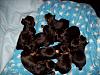 How Many Pups?-9pupse.jpg