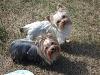 Pics of Oscar and Ruthie-dsc00654.jpg