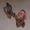 Bailey's and is new sister Madeline.....-maddie8.jpg