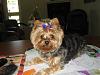 At work with Mommy!-working-layla-1-.jpg