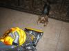 Yorkie's and vacuums - "The Attack"-schatzie-fighting-vac-1.jpg