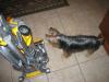 Yorkie's and vacuums - "The Attack"-schatzie-prepared-attack-vac-yt.jpg