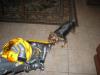 Yorkie's and vacuums - "The Attack"-schatzie-attacking-vac-2-yt.jpg
