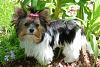 CandiRoze FannyPants is growing up :=-) (Biewer Yorkie)-rozi5_16.jpg