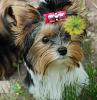CandiRoze FannyPants is growing up :=-) (Biewer Yorkie)-rozi5_15.jpg
