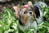 CandiRoze FannyPants is growing up :=-) (Biewer Yorkie)-rozi5_11.jpg