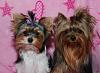 CandiRoze FannyPants is growing up :=-) (Biewer Yorkie)-dsc_1206.jpg