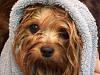 What celebrity does your yorkie look like ???-shelbs.jpg