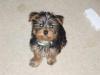 Your Yorkie Pics and weight-cimg0789.jpg