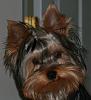 What celebrity does your yorkie look like ???-elvis-avatar.jpg