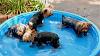 FurBaby Pool-may-013_pool.jpg