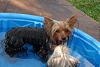 FurBaby Pool-may-021_kylee.jpg