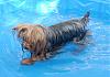 FurBaby Pool-may-024_scruffy.jpg