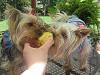Jax and Jolie get a taste of corn on the cob-rez-sharing-corn-cob.jpg