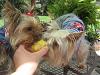 Jax and Jolie get a taste of corn on the cob-rez-its-my-turn.jpg
