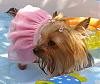 Splish Splash in Kiddie Pool!  Pics of Tess & Chloe-0-0-0-3-chloe-pink-bathing-.jpg