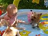 Splish Splash in Kiddie Pool!  Pics of Tess & Chloe-0623.jpg