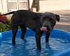 FurBaby Pool-may-038_skye.jpg