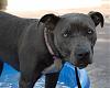 FurBaby Pool-may-043_skye.jpg