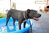 FurBaby Pool-may-044_skye.jpg