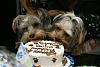 Happy 1-Year Bday Oliver & Charlie!-bdayeatingcake.jpg