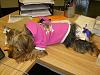 Keely's new haircut!-sleeping-moms-desk.jpg