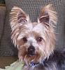 What celebrity does your yorkie look like ???-maddifab.jpg