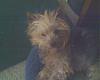 What celebrity does your yorkie look like ???-madnick2.jpg