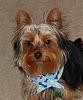 Sporting his new bandana!-dsc_0180.jpg