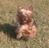 Action shots of Daisha and Dixie(and one of Callie, the Chi)-dogsoutside10-18-05-015.jpg