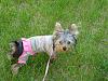 Daddy took me on a walk!!! :)-gracie-outside-003.jpg