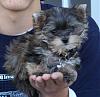 My Morkie, Beau, is 8 Months!-beau-hand.jpg