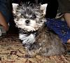 My Morkie, Beau, is 8 Months!-new-puppy.jpg